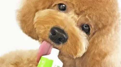 狗狗吃什么牌子的营养膏比较好
