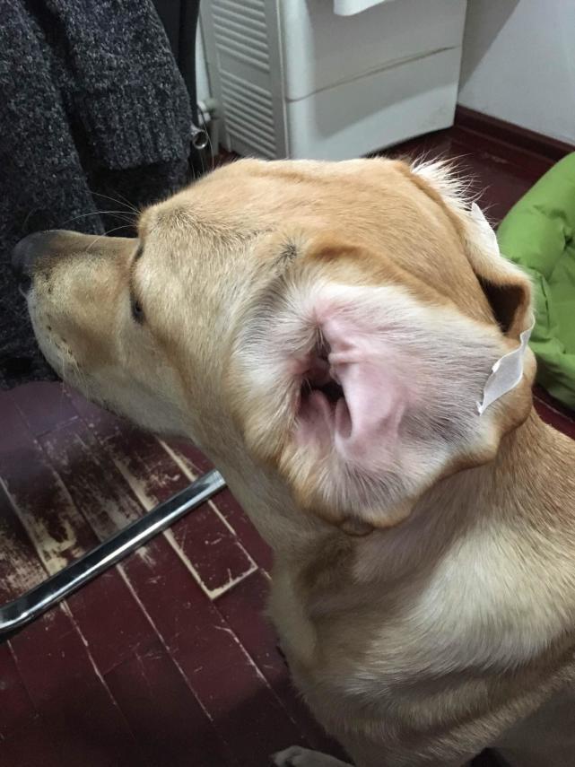 狗狗耳螨是虫子吗 狗狗耳螨是虫子吗