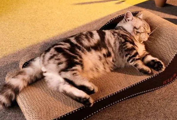 小猫多大用猫抓板