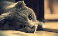 猫咪伤心的表现
