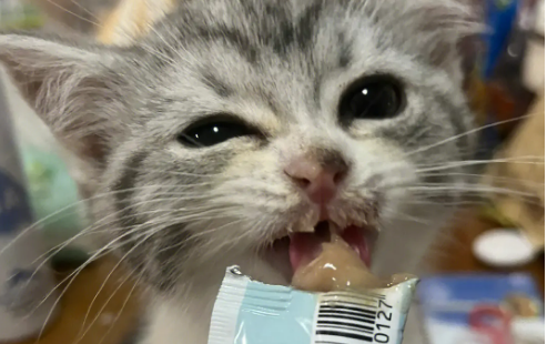 猫条为什么那么便宜