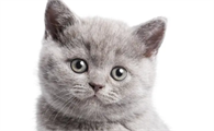 宠主给你说，玩猫蛋蛋猫是什么感觉？