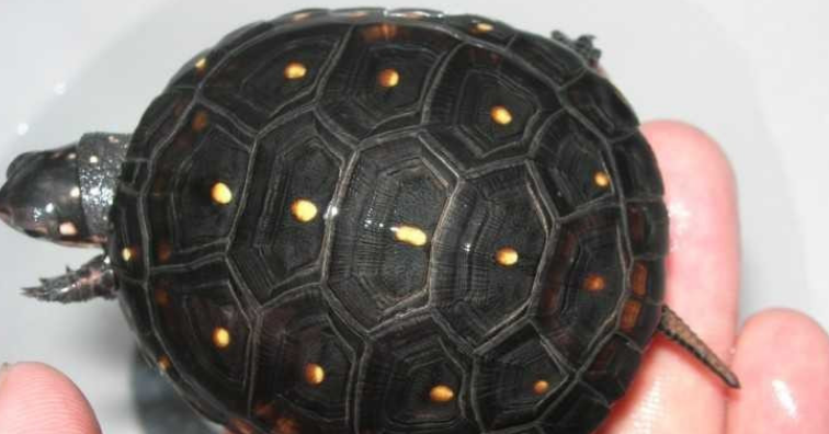抗星点龟凶不凶？好养吗？