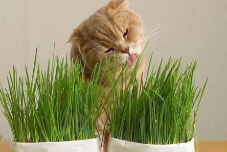 无土种猫草怎么种