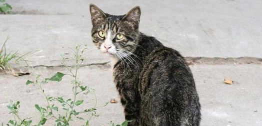 猫咪跑了怎么找回来?有哪些方法 猫咪跑了怎么找回来?有哪些方法