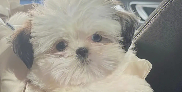 今日科普：治愈犬是什么意思？