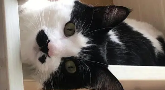 奶牛猫为什么突然很神经？一定要重视！