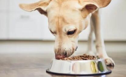 ADD爱德胜温馨提示:这些食物要避免给宠物食用 ADD爱德胜温馨提示:这些食物要避免给宠物食用