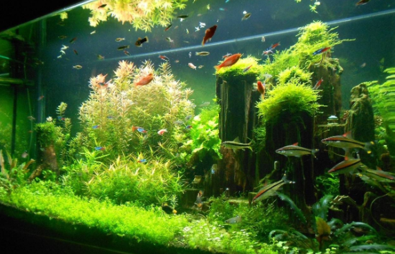 在鱼缸怎么用河沙种水草