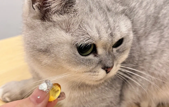 鱼油猫咪怎么吃