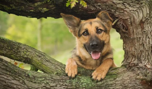 德国牧羊犬智商排第几？这里有答案！
