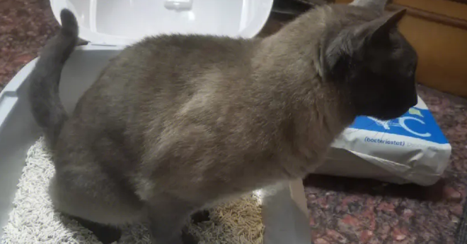 猫咪乱拉乱尿怎么解决？看看你的方法对不对。