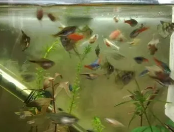 怎么能让鱼缸水变清澈