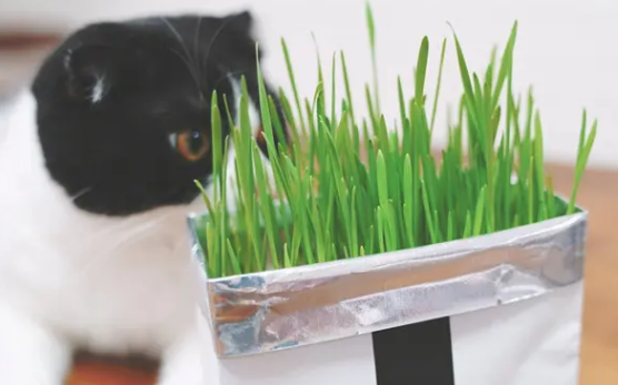 猫草片和猫草哪个好 猫草片和猫草哪个好