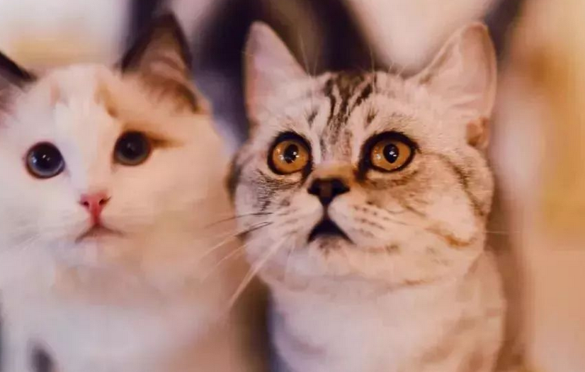 猫是轮回的最后一世