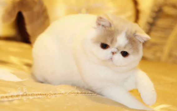 加菲猫为什么不好养?一文教会你! 加菲猫为什么不好养?一文教会你!