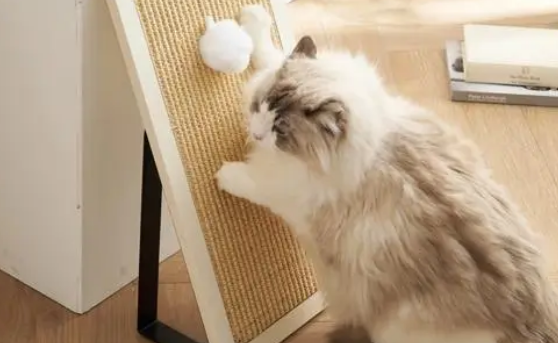 猫为什么会抓猫抓板 猫为什么会抓猫抓板