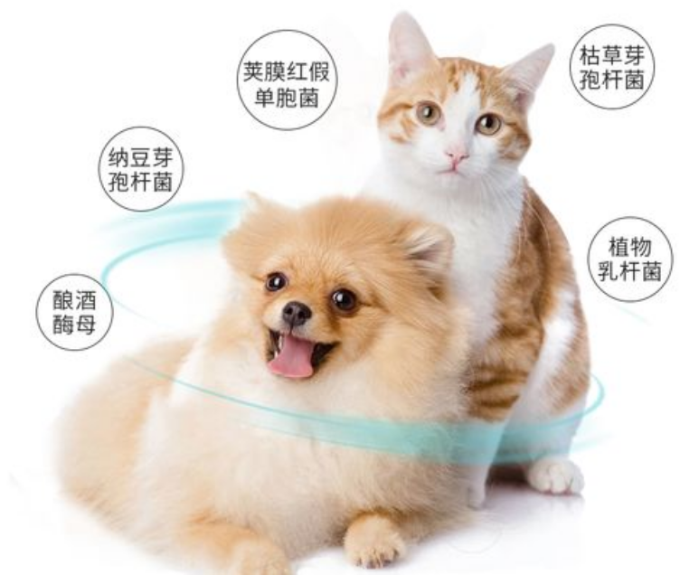 猫体外驱虫药狗能用吗
