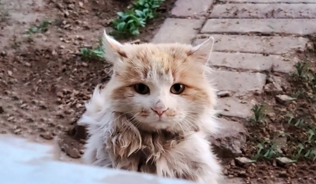 那只蓬头垢面偷看人类的流浪猫，被收养后逆袭成仙女猫