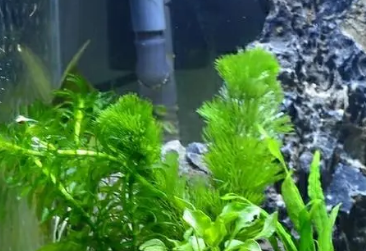 鱼缸的水很浑浊怎么处理