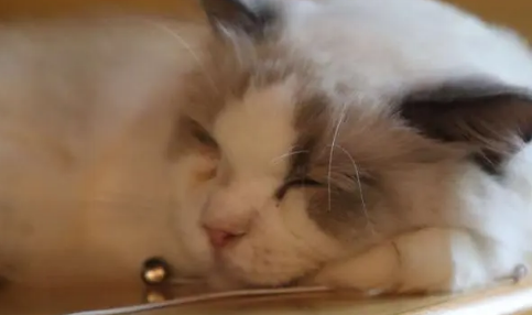 猫和人的缘分是注定的