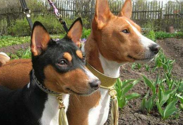 巴仙吉犬细小病毒怎么预防,你们都清楚吗? 巴仙吉犬细小病毒怎么预防,你们都清楚吗?