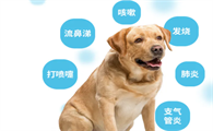 宠物狗打喷嚏咳嗽吃什么药