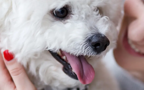 比熊幼犬吃什么营养膏好