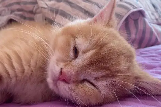 猫一直呼噜呼噜怎么回事？来看这里~