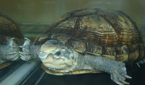 红冠棱背龟寿命有多久?具体看这里!