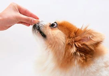 给狗狗体内驱虫用什么药