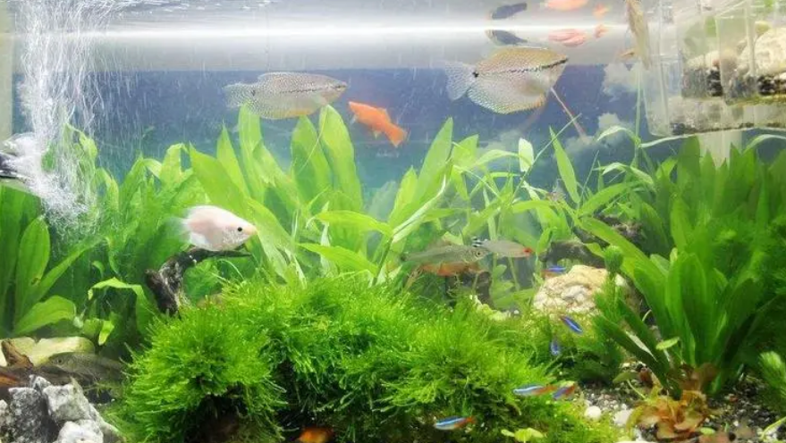 硝化细菌是什么东西
