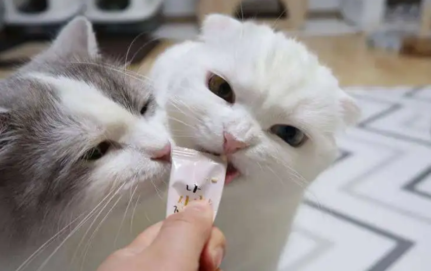 小猫可以喂猫条吗