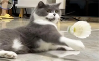 猫为什么喜欢羽毛球？来这里看看吧