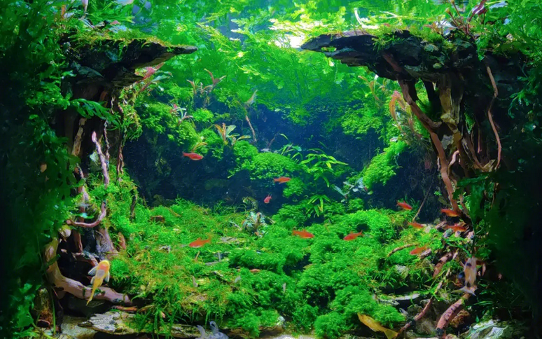 水草鱼缸需要过滤吗