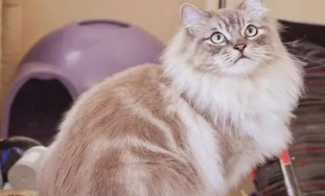 褴褛猫和布偶猫有什么区别?来了解下吧 褴褛猫和布偶猫有什么区别?来了解下吧