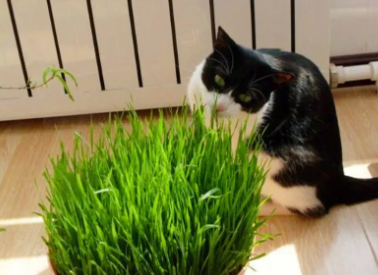 猫草种类有哪些