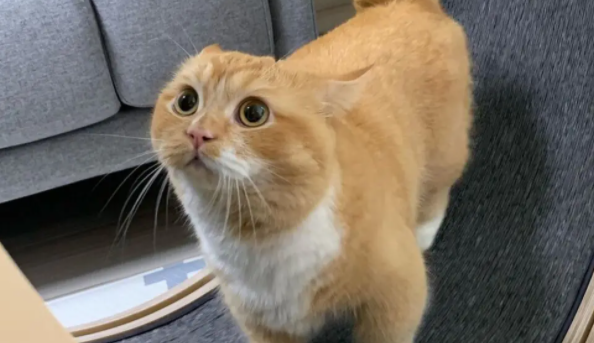 我来告诉你,猫做完绝育后吐了三天怎么办? 我来告诉你,猫做完绝育后吐了三天怎么办?