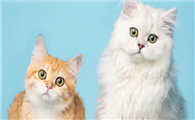 猫是最接近佛的生物