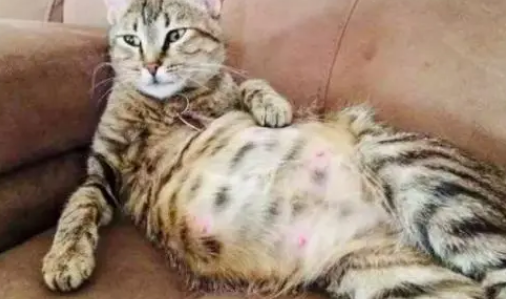 猫肚子大硬邦邦的怎么回事？发现了一定要注意。