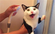 打了猫猫能记仇多久，有没有想get的！