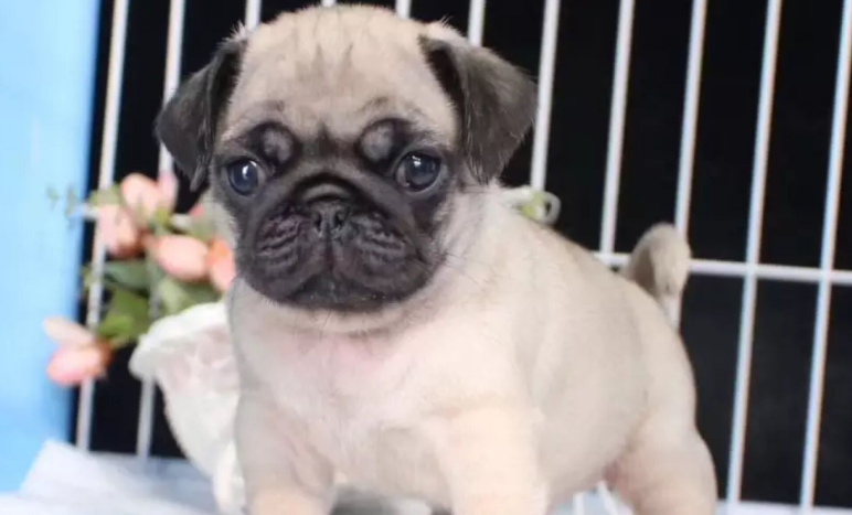 巴哥犬毛发怎么梳理?方法是? 巴哥犬毛发怎么梳理?方法是?
