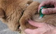 狗狗驱虫体内还是体外