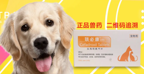 狗皮肤发炎用啥消炎药
