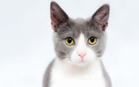 猫5岁相当于人多少岁？你知道吗