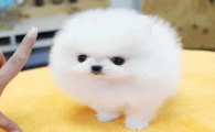 宠物茶杯犬的品种及价格