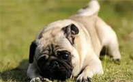 怎么教巴哥犬在固定地方大小便?有必要了解一下!