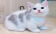矮脚猫幼崽多少钱一只