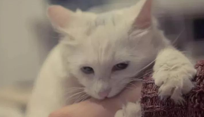 伟大！孕猫迟迟不生产，历尽艰辛生下4个娃，伤口被踩也不吭声