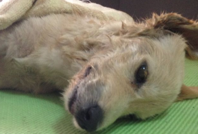 狗狗犬瘟什么症状？铲屎官须知！